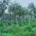 骨架多花黄花风铃木10～15公分基地直销规格齐全