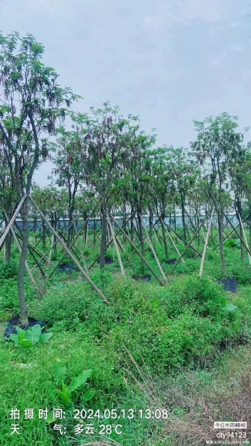 骨架多花黄花风铃木10～15公分基地直销规格齐全