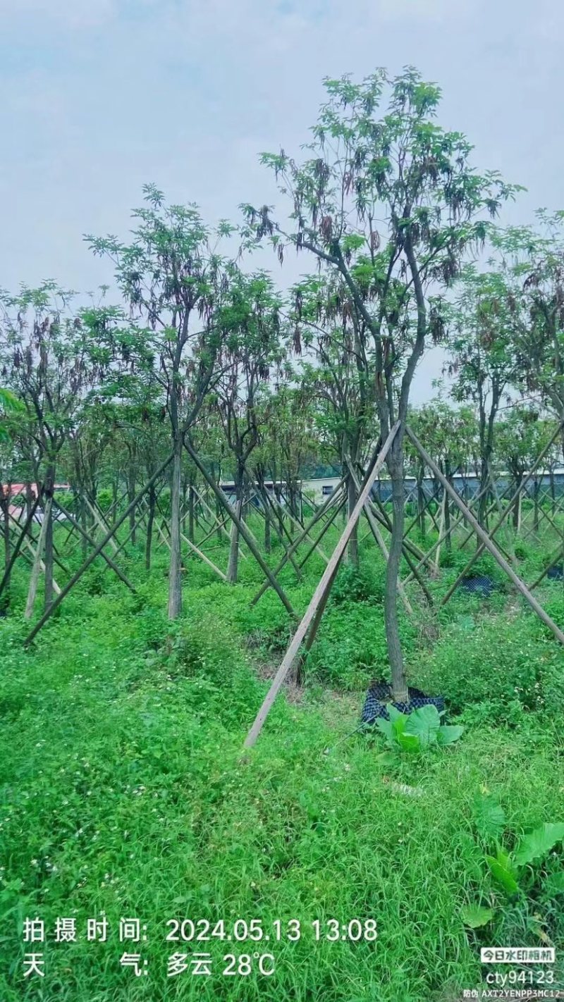 骨架多花黄花风铃木10～15公分基地直销规格齐全
