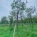 骨架多花黄花风铃木10～15公分基地直销规格齐全