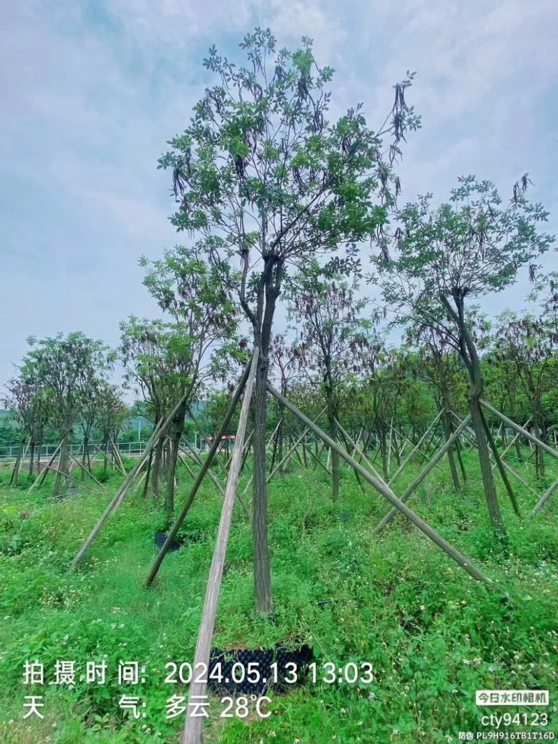 骨架多花黄花风铃木10～15公分基地直销规格齐全