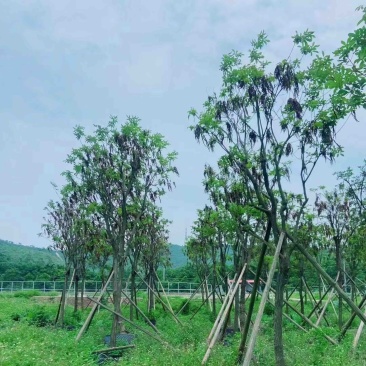 骨架多花黄花风铃木10～15公分基地直销规格齐全