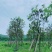 骨架多花黄花风铃木10～15公分基地直销规格齐全