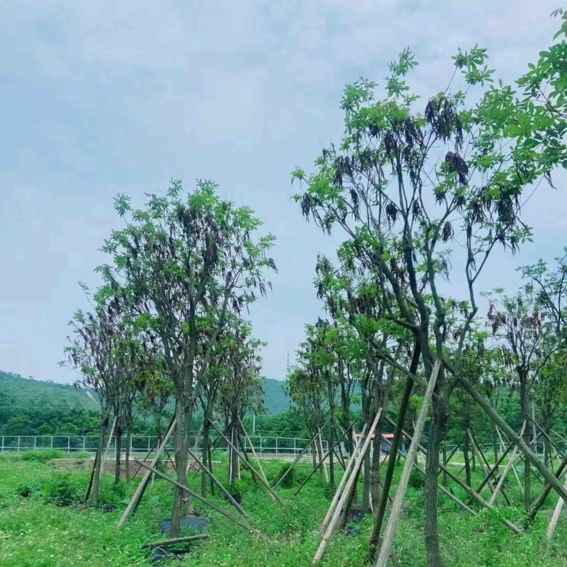 骨架多花黄花风铃木10～15公分基地直销规格齐全