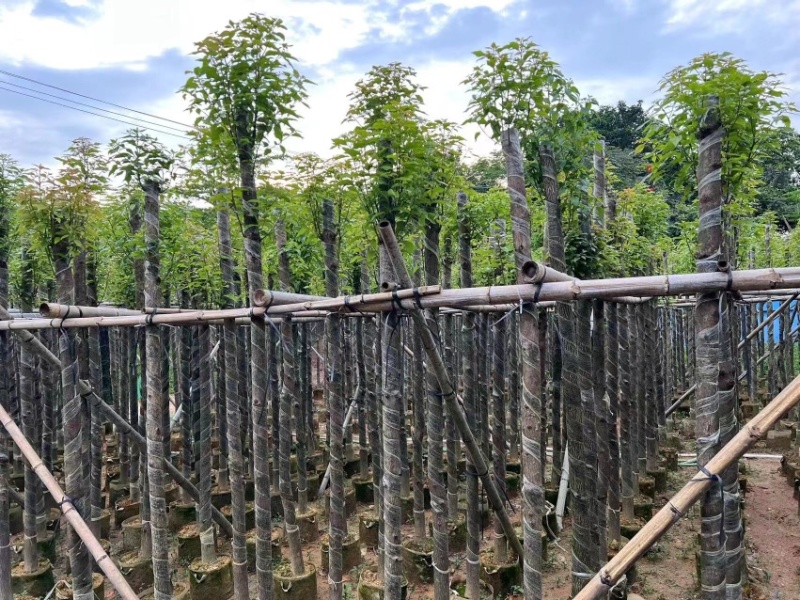 光杆香樟4～15公分基地直销规格齐全欢迎老板来电咨询