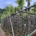 光杆香樟4～15公分基地直销规格齐全欢迎老板来电咨询