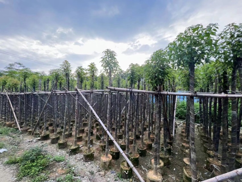 光杆香樟4～15公分基地直销规格齐全欢迎老板来电咨询