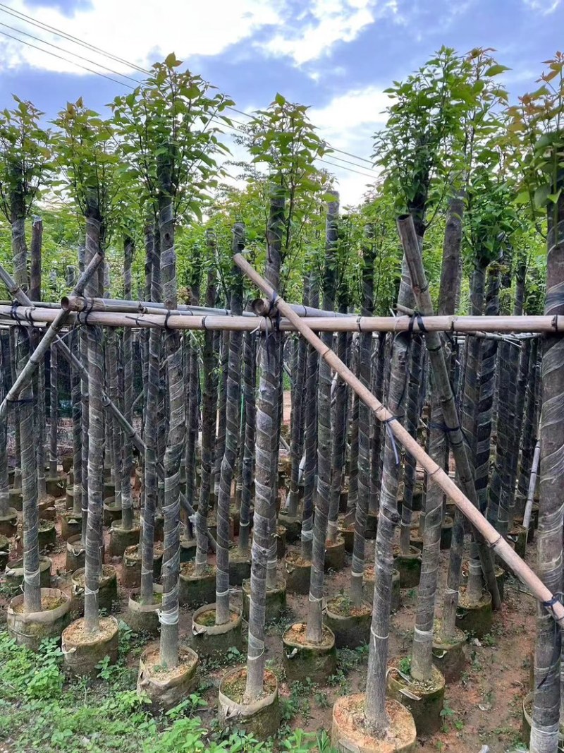 光杆香樟4～15公分基地直销规格齐全欢迎老板来电咨询