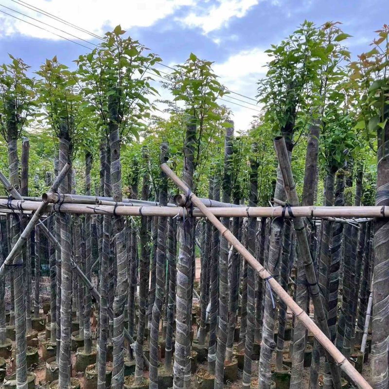 光杆香樟4～15公分基地直销规格齐全欢迎老板来电咨询