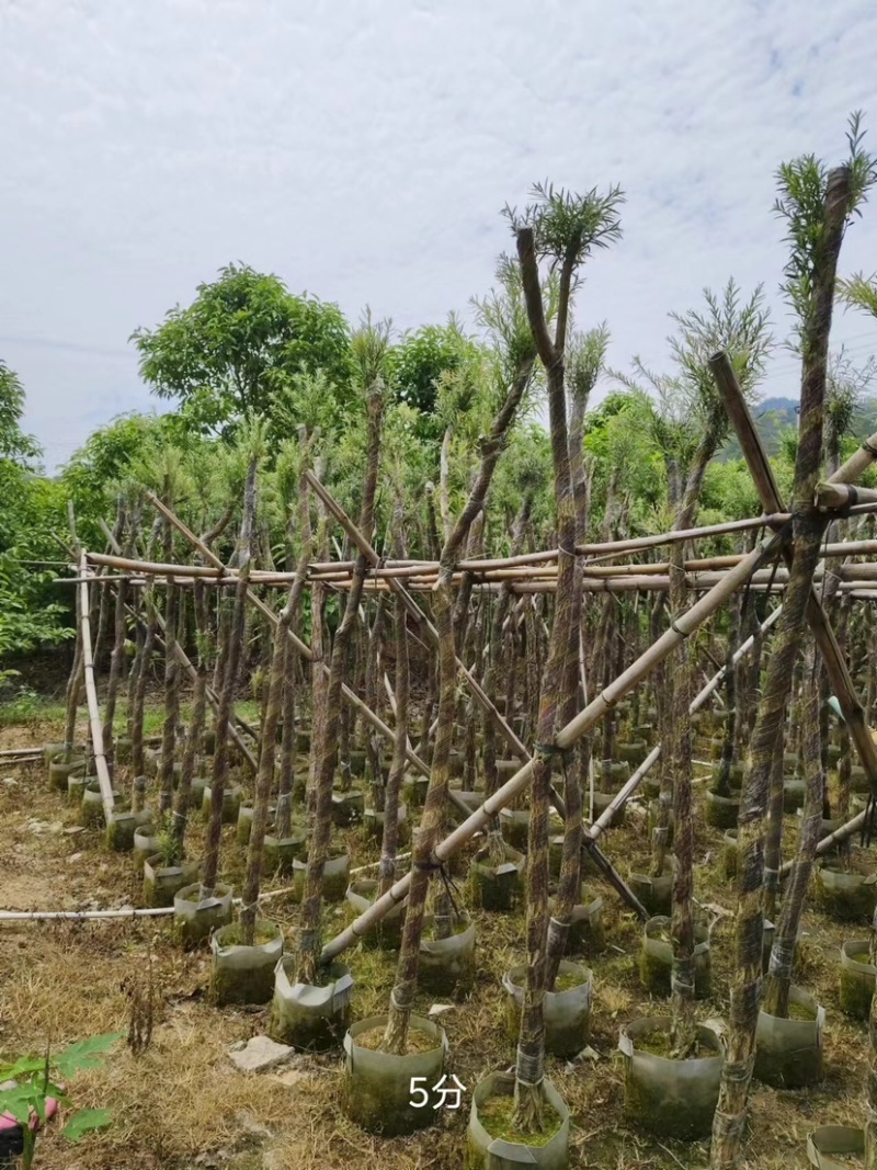 红千层/串钱柳3～10公分基地直销规格齐全欢迎来电