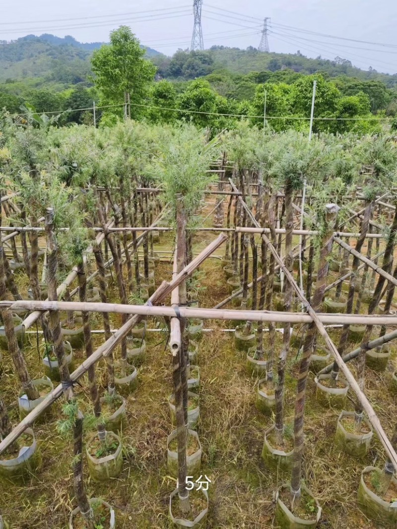 红千层/串钱柳3～10公分基地直销规格齐全欢迎来电