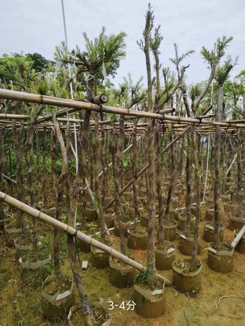 红千层/串钱柳3～10公分基地直销规格齐全欢迎来电
