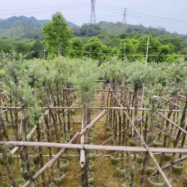 红千层/串钱柳3～10公分基地直销规格齐全欢迎来电