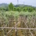 红千层/串钱柳3～10公分基地直销规格齐全欢迎来电