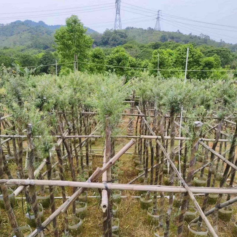 红千层/串钱柳3～10公分基地直销规格齐全欢迎来电
