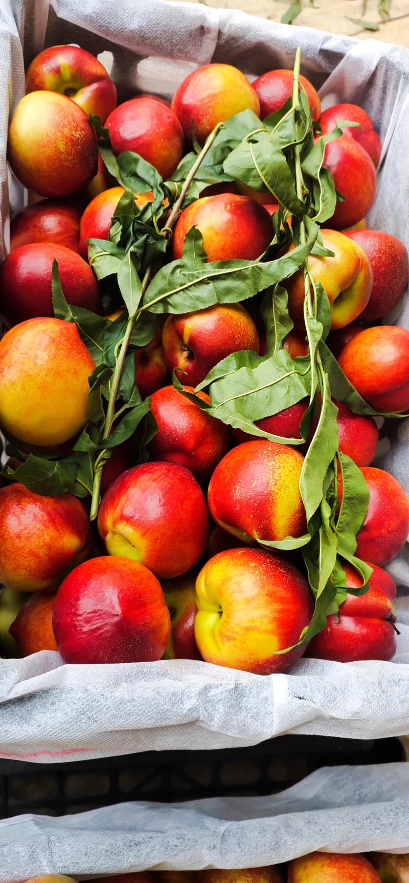 桃子油桃金雷曙光突围血桃新品种都慢慢上市了