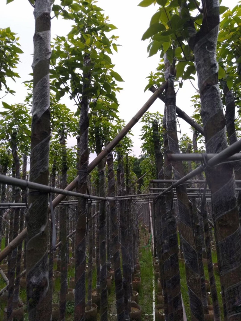 截杆香樟5～15公分基地直销规格齐全欢迎老板来电咨询
