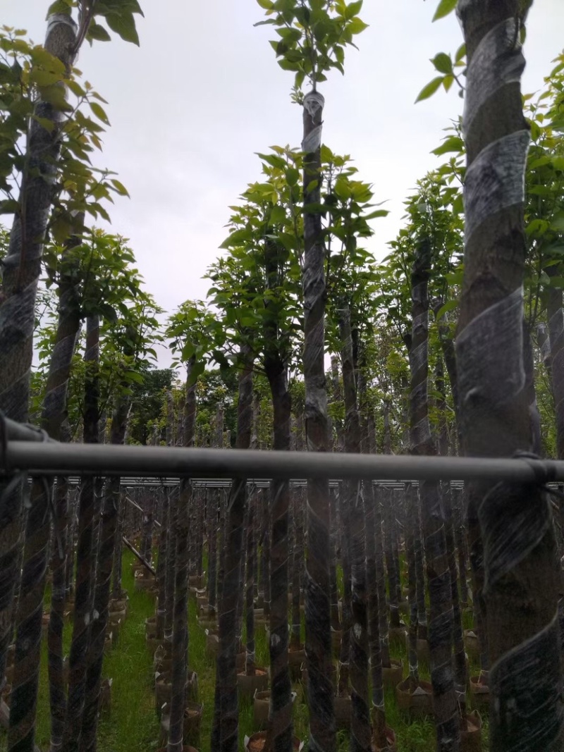 截杆香樟5～15公分基地直销规格齐全欢迎老板来电咨询