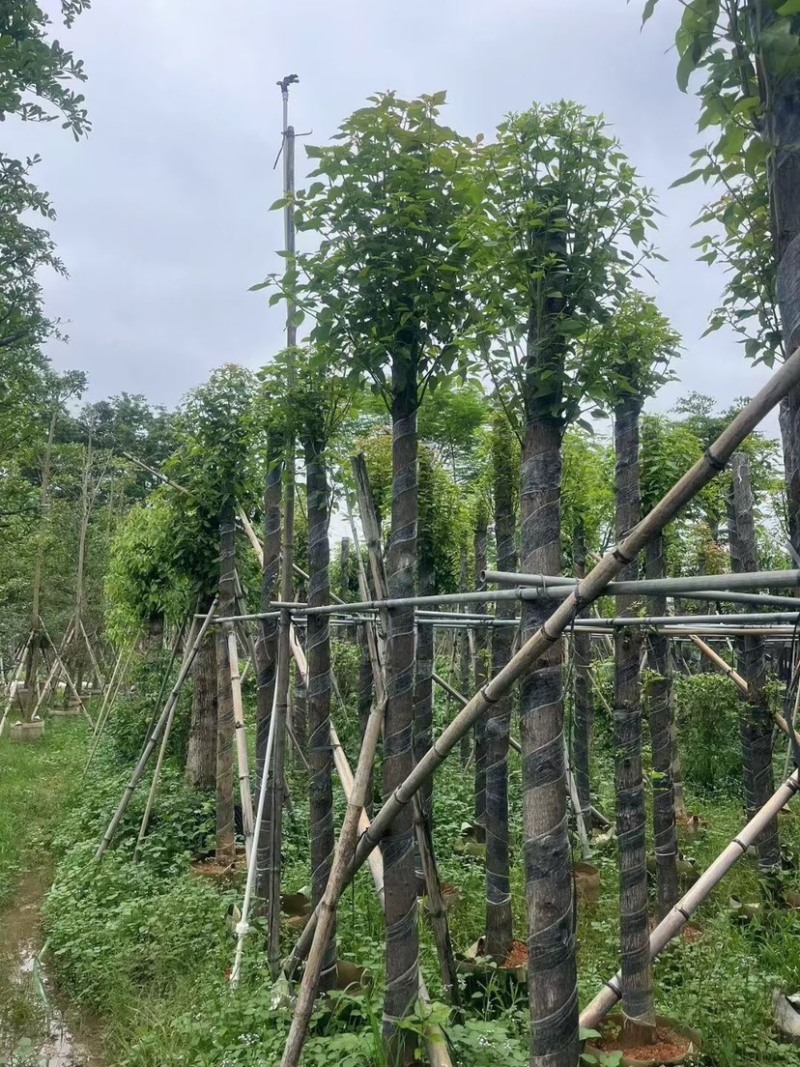 截杆香樟5～15公分基地直销规格齐全欢迎老板来电咨询