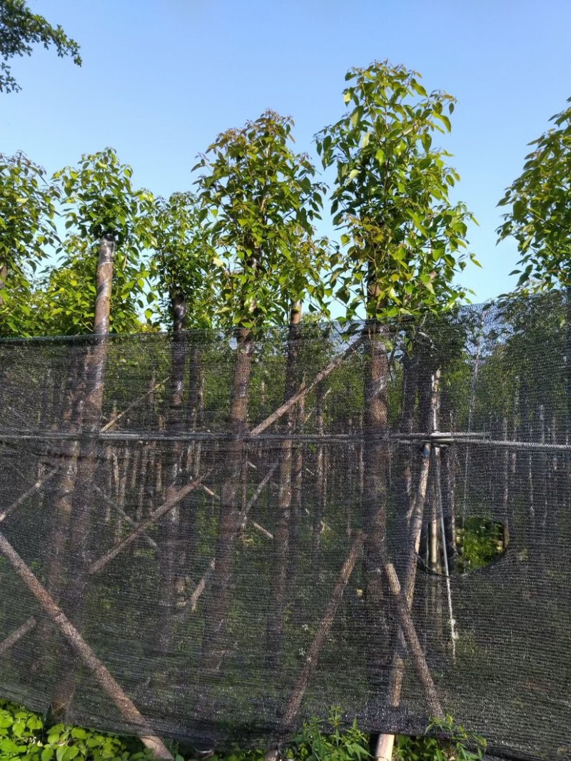 截杆香樟5～15公分基地直销规格齐全欢迎老板来电咨询
