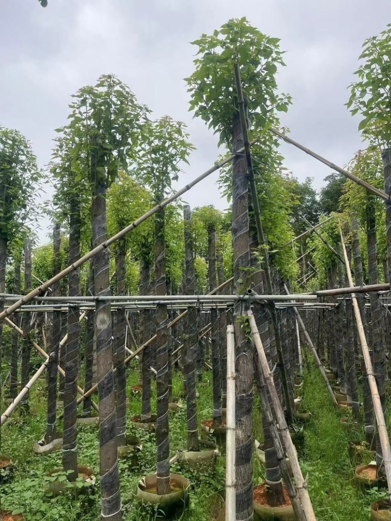 截杆香樟5～15公分基地直销规格齐全欢迎老板来电咨询