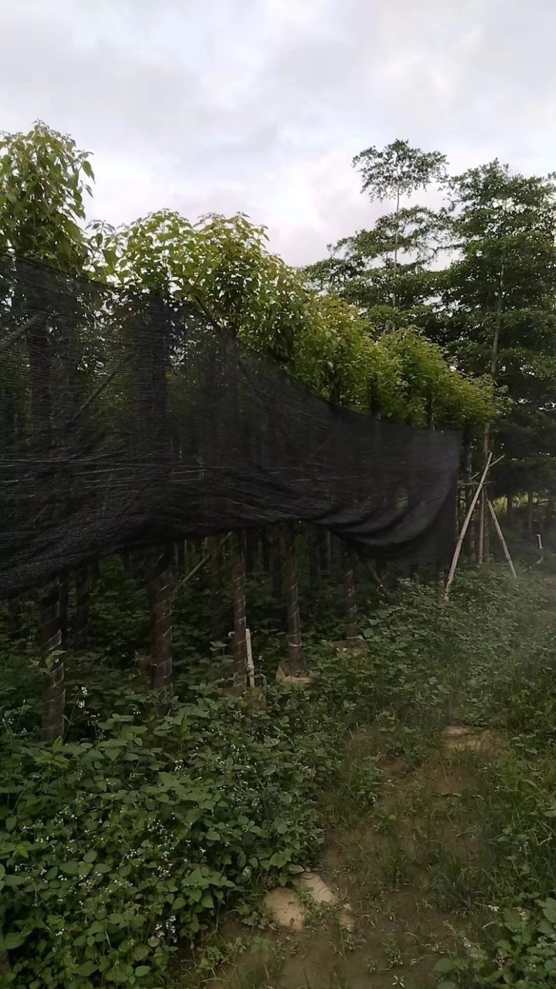 截杆香樟5～15公分基地直销规格齐全欢迎老板来电咨询