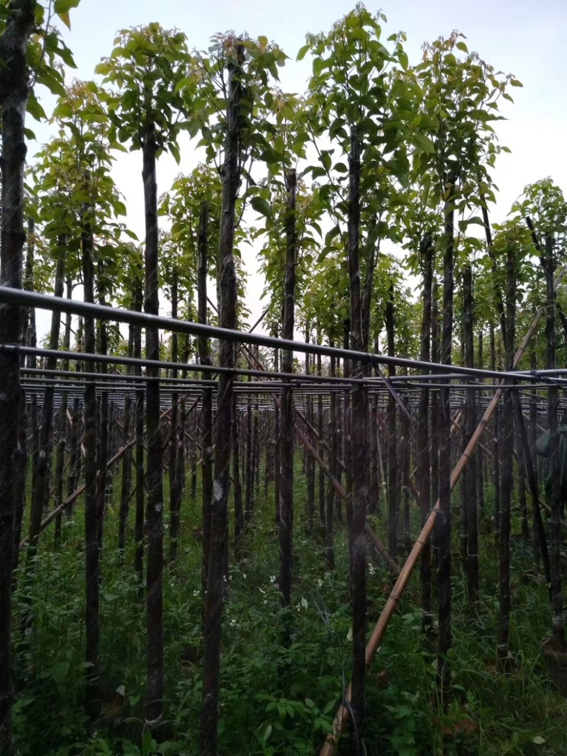 截杆香樟5～15公分基地直销规格齐全欢迎老板来电咨询