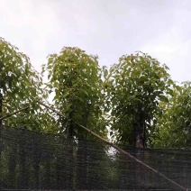 截杆香樟5～15公分基地直销规格齐全欢迎老板来电咨询