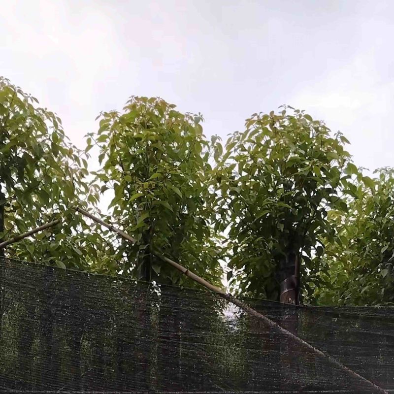 截杆香樟5～15公分基地直销规格齐全欢迎老板来电咨询