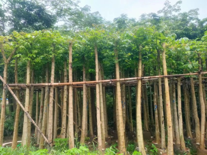 火焰木5～15公分基地直销规格齐全欢迎老板来电咨询