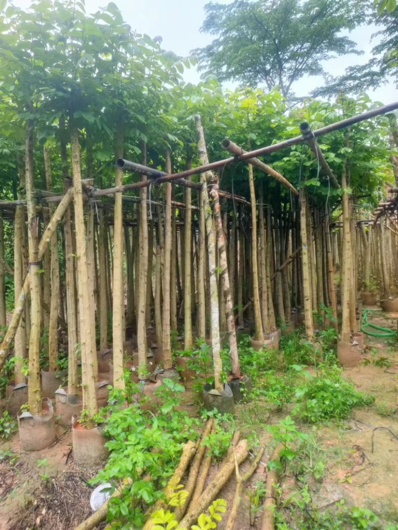 火焰木5～15公分基地直销规格齐全欢迎老板来电咨询