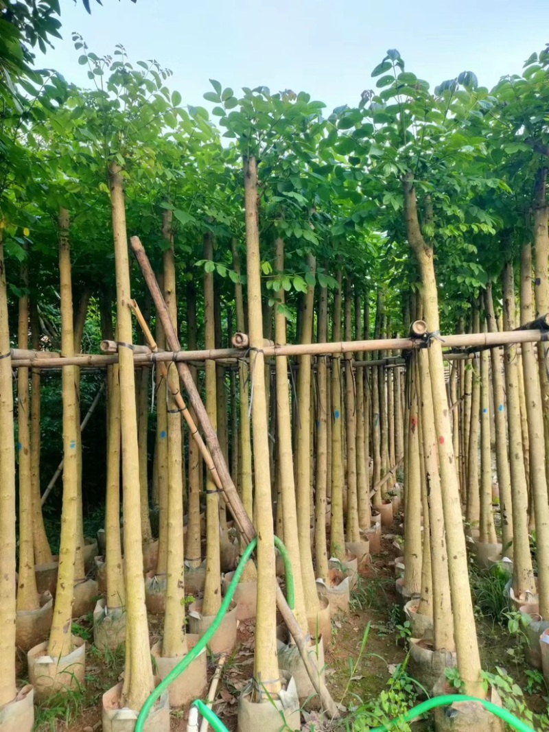 火焰木5～15公分基地直销规格齐全欢迎老板来电咨询