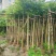 火焰木5～15公分基地直销规格齐全欢迎老板来电咨询