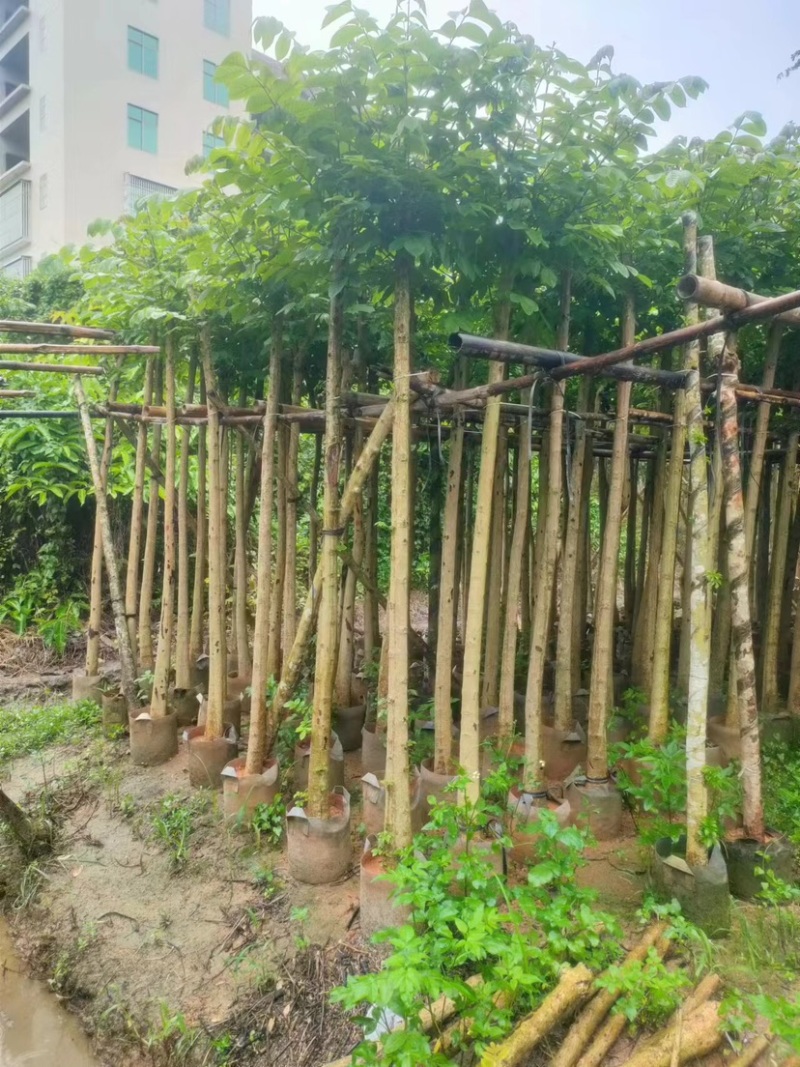 火焰木5～15公分基地直销规格齐全欢迎老板来电咨询