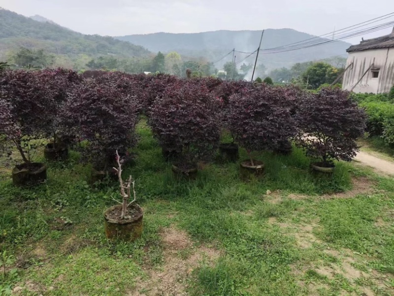 红花继木球80至2米基地直销规格齐全欢迎老板来电咨询