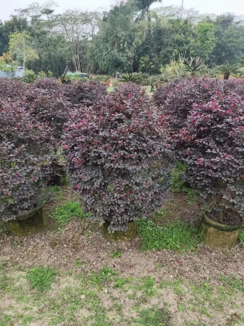 红花继木球80至2米基地直销规格齐全欢迎老板来电咨询
