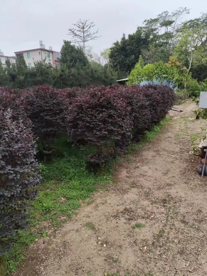 红花继木球80至2米基地直销规格齐全欢迎老板来电咨询