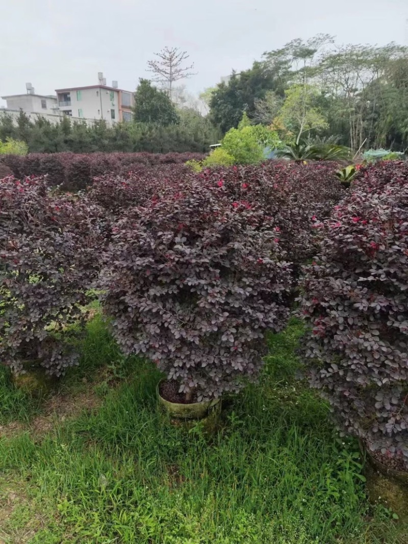 红花继木球80至2米基地直销规格齐全欢迎老板来电咨询