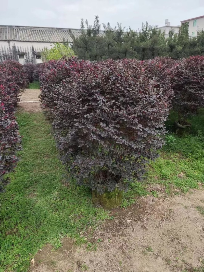 红花继木球80至2米基地直销规格齐全欢迎老板来电咨询