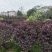 红花继木球80至2米基地直销规格齐全欢迎老板来电咨询