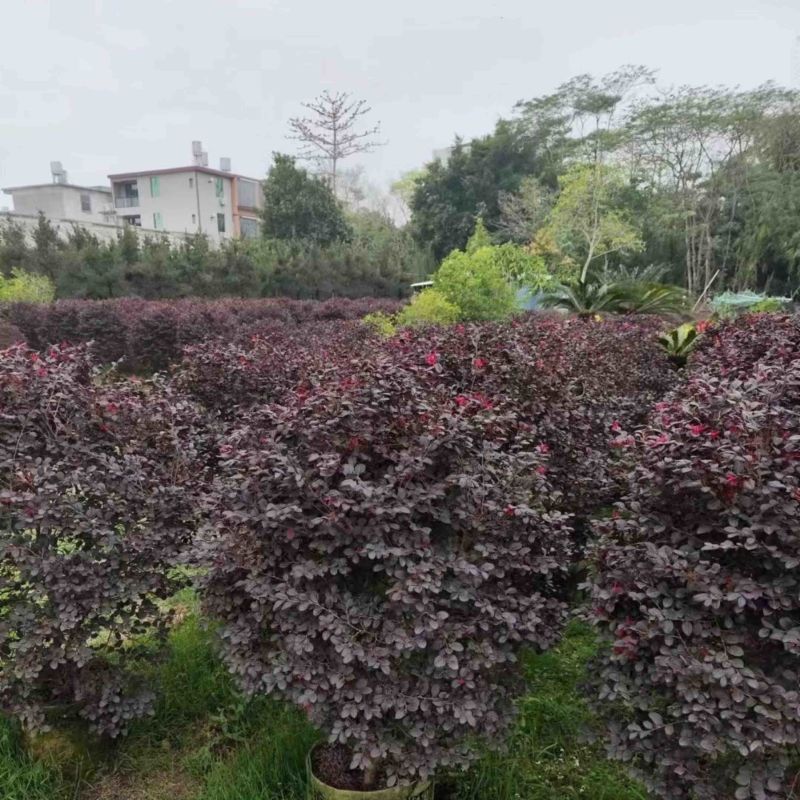 红花继木球80至2米基地直销规格齐全欢迎老板来电咨询