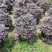 红继木球60至2米基地直销规格齐全欢迎老板来电咨询