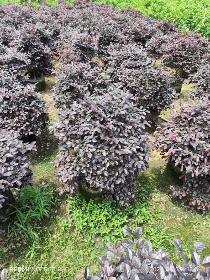 红继木球60至2米基地直销规格齐全欢迎老板来电咨询