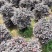 红继木球60至2米基地直销规格齐全欢迎老板来电咨询