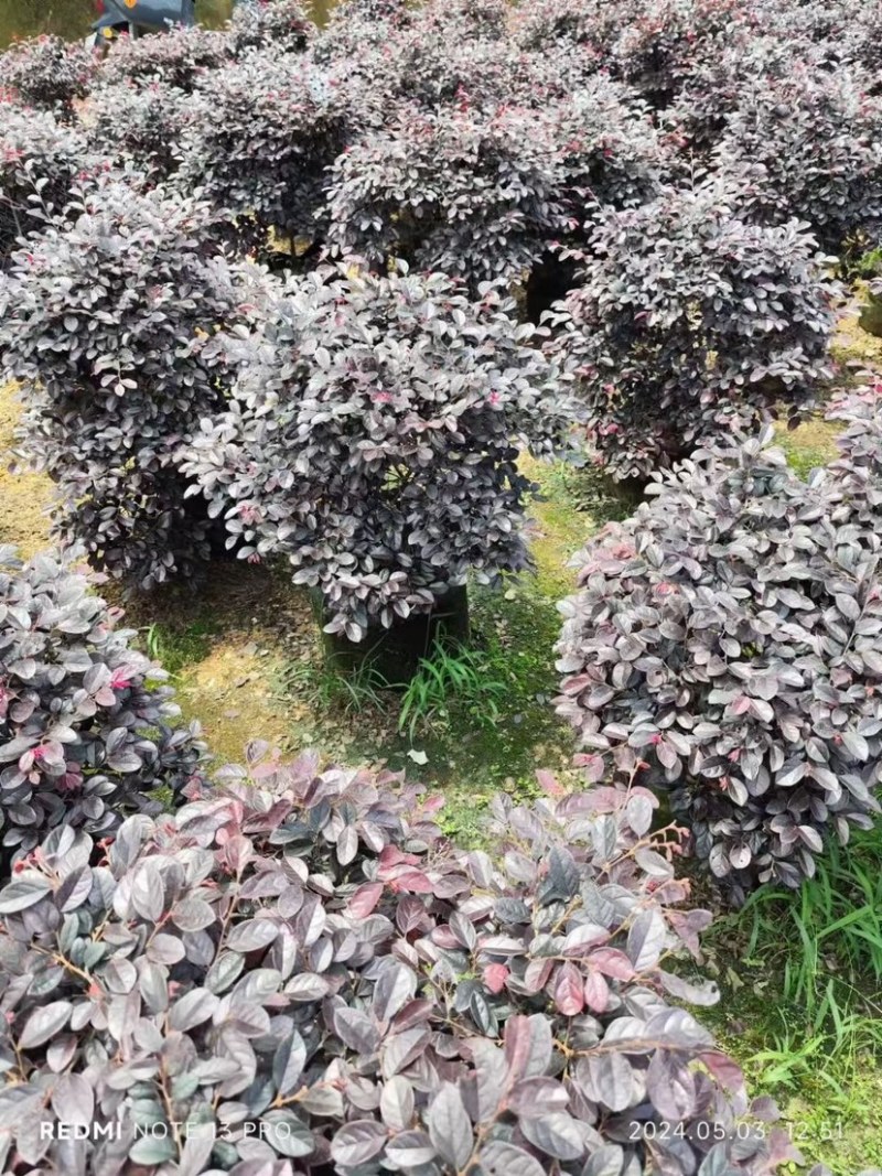 红继木球60至2米基地直销规格齐全欢迎老板来电咨询
