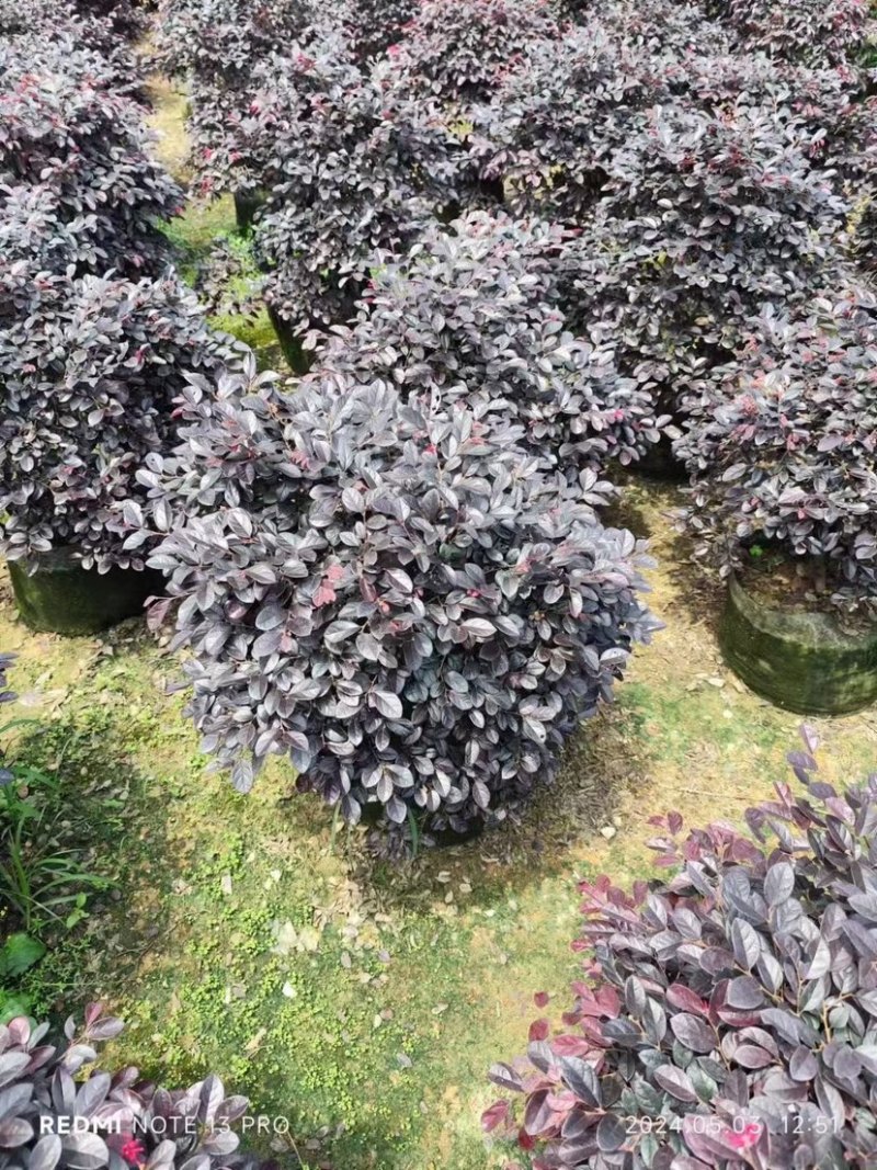 红继木球60至2米基地直销规格齐全欢迎老板来电咨询