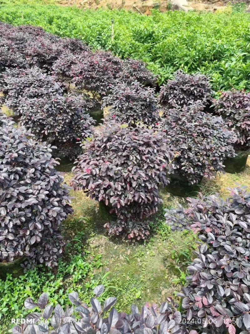 红继木球60至2米基地直销规格齐全欢迎老板来电咨询