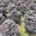 红继木球60至2米基地直销规格齐全欢迎老板来电咨询