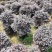 红继木球60至2米基地直销规格齐全欢迎老板来电咨询