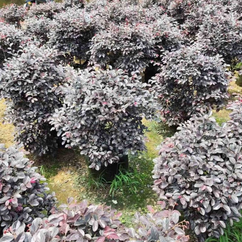 红继木球60至2米基地直销规格齐全欢迎老板来电咨询